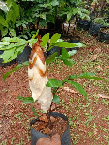 Jual Pohon Sapu Tangan Maniltoa Gradiflora Di Lapak Floranta Bukalapak