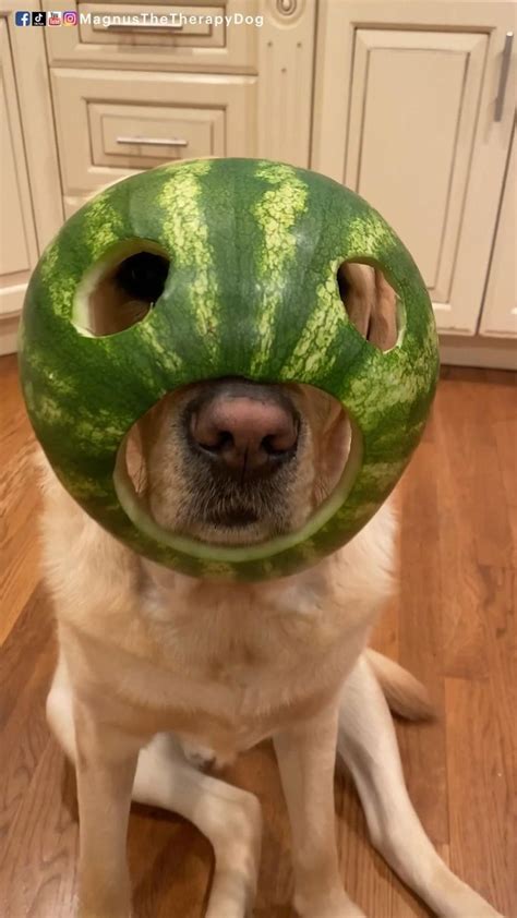 Watermelon!: An immersive guide by Magnus The Therapy Dog