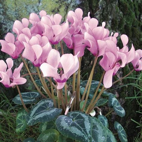 Cyclamen Coum - Bulbs