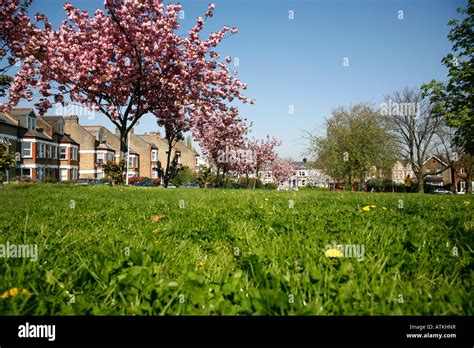 Cherry Trees On Hilly Fields Brockley London Stock Photo Alamy