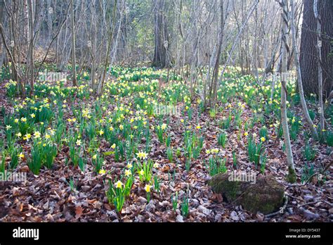 Wild Daffodils In Dymock Wood Gloucestershire Stock Photo Alamy