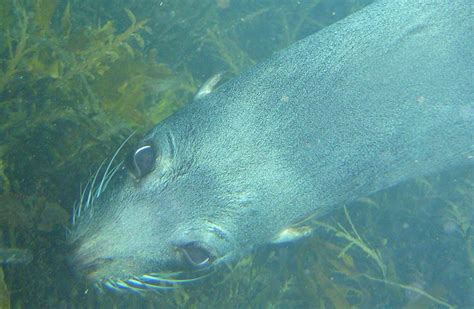 Kapiti Marine Reserve: Places to go in Wellington and Kapiti