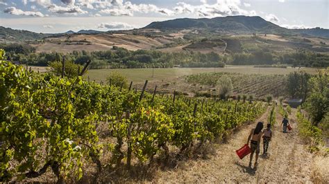 Degustazione Vini Il Vino E Le Rose