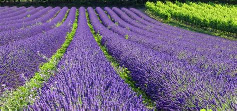 Lavender field in Provence stock image. Image of violet - 42365729