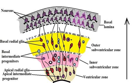 Basal Lamina Function