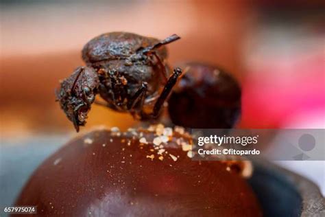 71 Chocolate Ants Stock Photos, High-Res Pictures, and Images - Getty ...