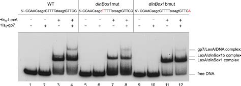 Figure From Bacteriophage Gil Gp Interacts With Host Lexa