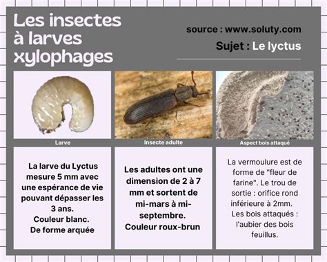 Pamiers Traitement termites insectes xylophages mérule SOLUTY