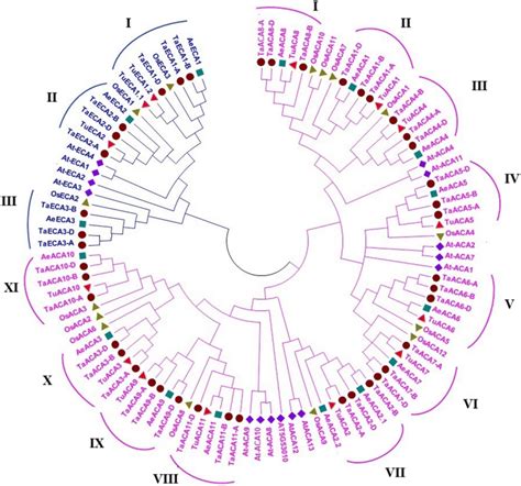 Phylogenetic Analysis Of P Type Ii Ca²⁺atpase Proteins The