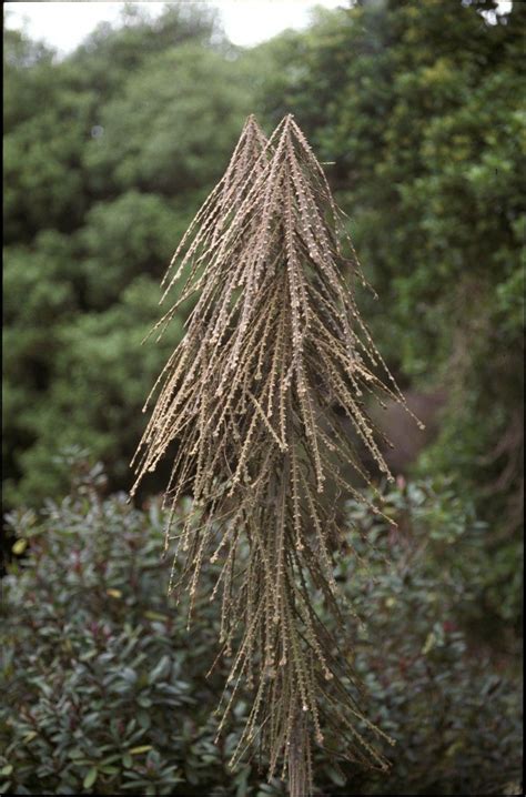 Pseudopanax Ferox Kirk Flora Mundial Pl Ntnet Identify