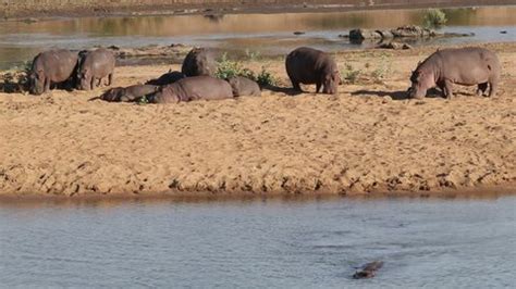 Hippos Hippopotamus Amphibius Outside Water Kruger Stock Footage Video