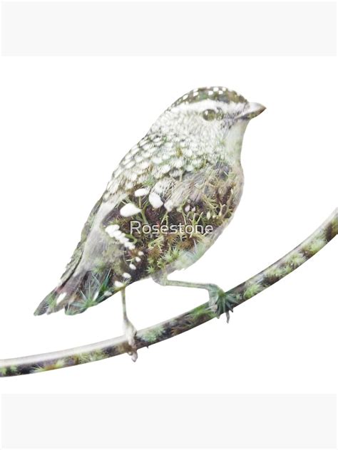 Australian Birds Spotted Pardalote Sticker For Sale By Rosestone