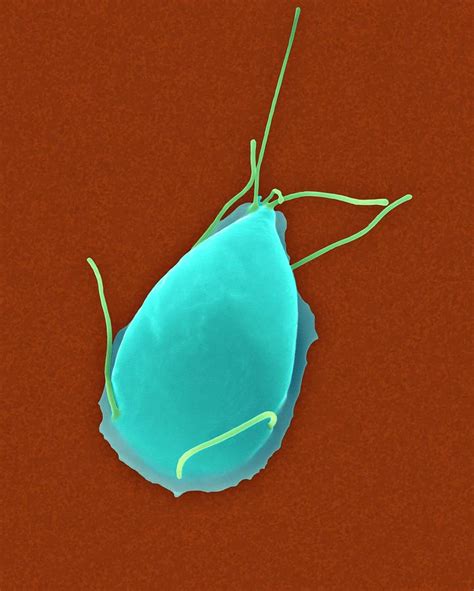 Giardia Lamblia Parasitic Protozoan Photograph By Dennis Kunkel Microscopyscience Photo Library