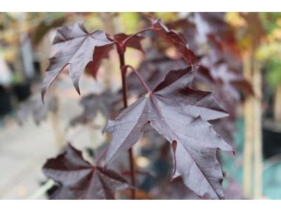 Acer Platanoides Crimson King