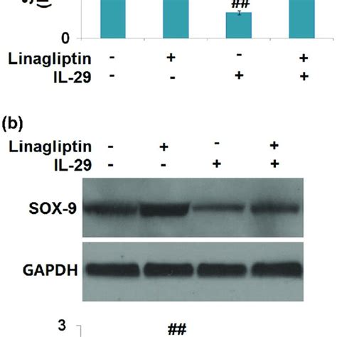 Linagliptin Attenuated Interleukin 29 Induced Decrease In Col2a1 And