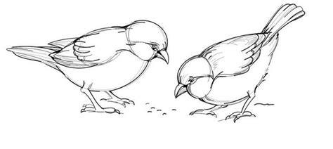 How to draw sparrows with a pencil step-by-step drawing tutorial ...