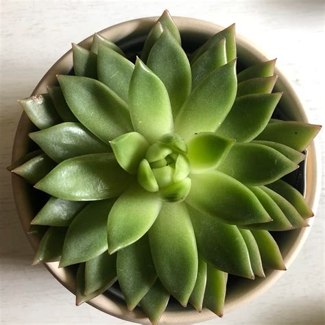 What a beautiful plant. : succulents