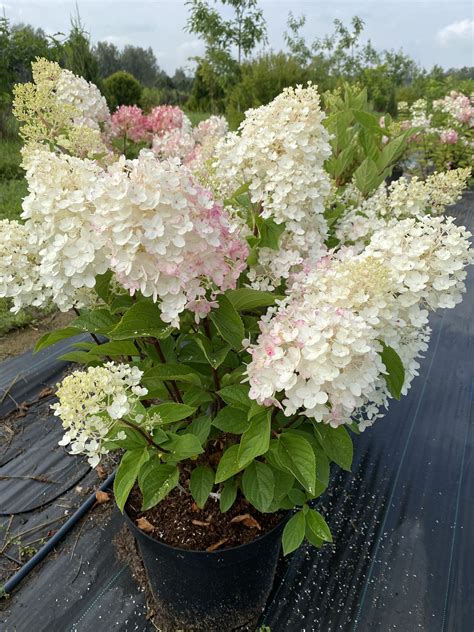 Гортензия метельчатая Little Blossom