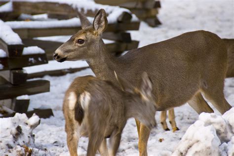 Mule Deer Mammals Of Texas · Naturalista Mexico