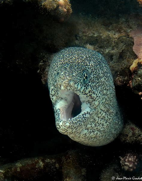 Gymnothorax Pictus Murène Poivrée Painted Moray Jean Marie Gradot