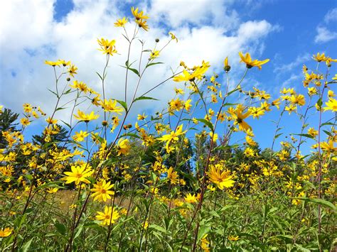 Yellow Wildflowers Free Stock Photo - Public Domain Pictures
