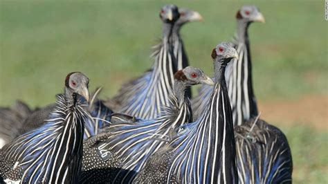 Vulturine Guinea Fowl May Have More Friends Than You Cnn