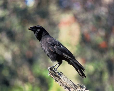 Hawaiian Crow Facts Diet Habitat And Pictures On Animaliabio