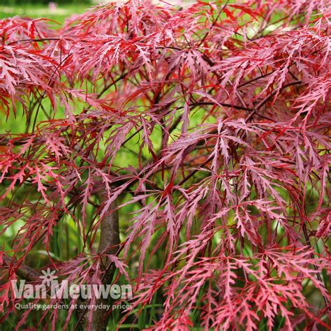 Acer Palmatum Var Dissectum Rubrum Van Meuwen