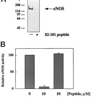 Effect Of A Peptide Corresponding To Caveolin 1 Residues 82101 On ENOS