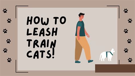 How To Leash Train Your Cat Youtube