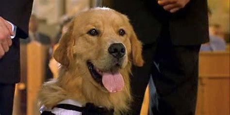 Air Bud: World Pup | Sport Movie | SPort MAnagement Hub