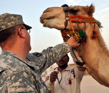 camp buehring army base  udari kuwait militarybasescom
