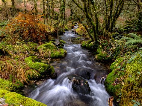 Fotos Gratis Paisaje Rbol Naturaleza Bosque Cascada Arroyo