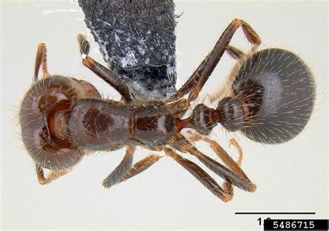 Southern Fire Ant Solenopsis Xyloni Hymenoptera Formicidae 5486715