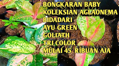 Mulai Ribuan Baby Aglonema Koleksian Harga Obral Edisi Ganti Hp