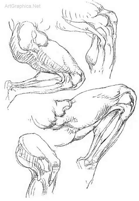 The Leg Constructive Anatomy By George Bridgman Free Art Lesson In