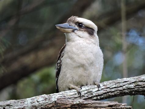 Laughing Kookaburra by AdNuminousNot on DeviantArt