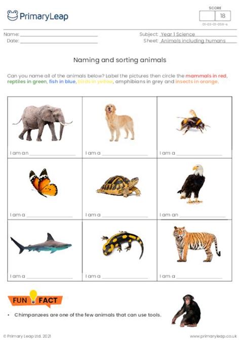 Science Sorting Activity Carnivore Herbivore Or Omnivore Worksheet