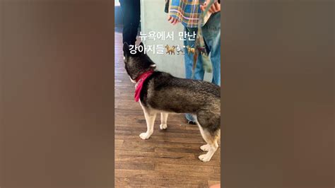 뉴욕에서 만난 강아지들 🐕🐩🦮🐕‍🦺 Youtube