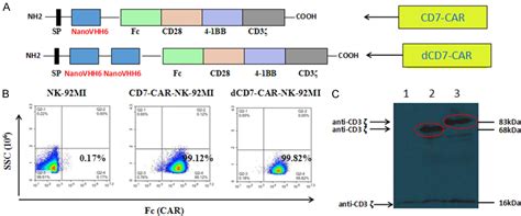 Pdf A Novel Cd 7 Chimeric Antigen Receptor Modified Nk 92 Mi Cell