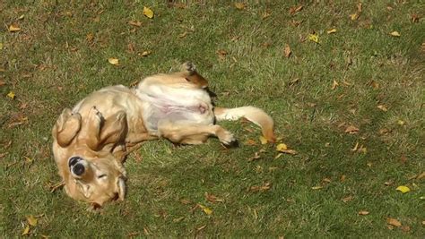 Labrador Golden Retriever Cross Rolling Around On The Grass