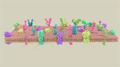 3D Cell Membrane - TurboSquid 2104928