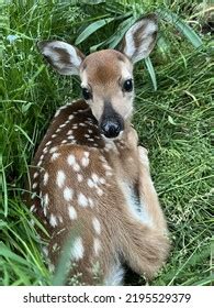 223 Baby Deer Laying Down Images, Stock Photos & Vectors | Shutterstock