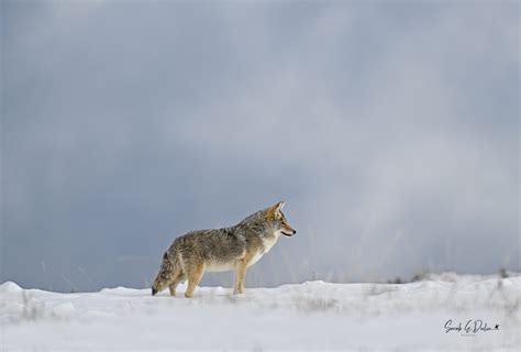 Winter in Yellowstone Photography Trip: A Magical Experience