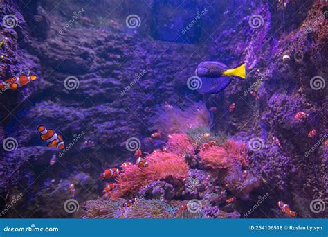 Clownfish and Blue Tang in Aquarium Stock Photo - Image of blue, marine ...