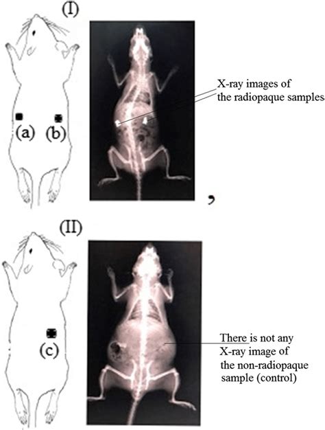 X Ray Images Of Rats In Rat I A Phb Dea Ib 6 B Phb Dea 3ib 1 In Rat