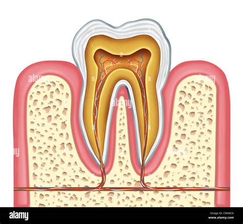 Human Mouth Anatomy Teeth