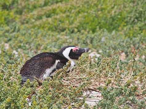 Banded Penguin Stock Photos, Pictures & Royalty-Free Images - iStock