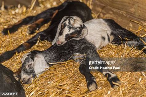 Nubian Goat Photos And Premium High Res Pictures Getty Images