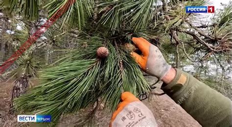 Зачем в Крыму собирают урожай шишек? - Лента новостей Крыма